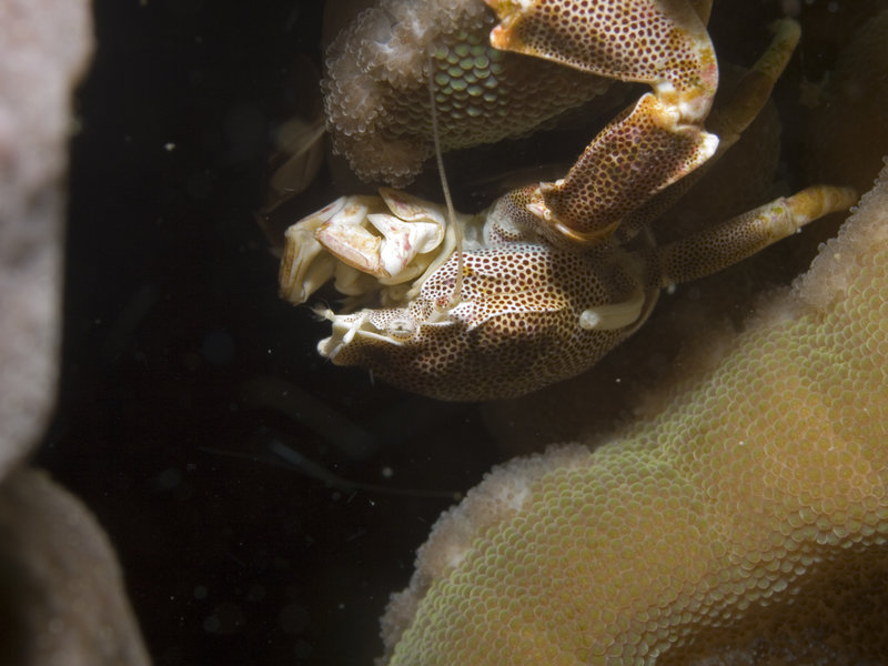 Hin Bida, Porcelain Crab